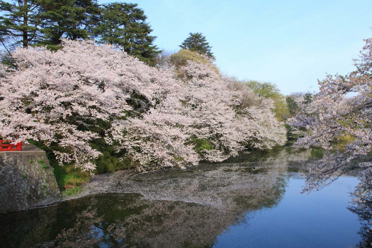 🌸 다카오카 고성 공원(다카오카고조코엔) 이미지 5